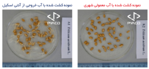 نتیجه عملکرد آنتی اسکیل روی  بذر گیاه